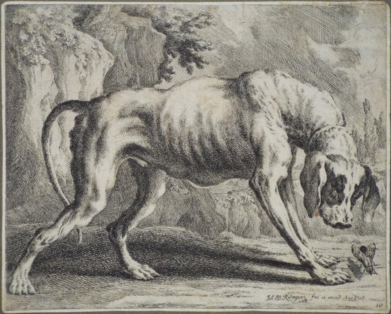 Etching - A Hound with a Fly - Ridinger